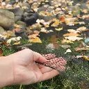 NP_PondNetting_Closeup_Leaves_Hand_600x600_WEB.webp
