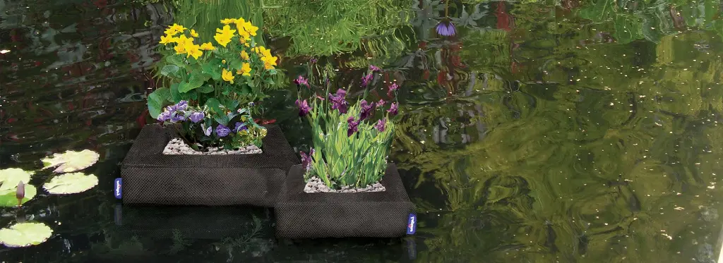 laguna-planting-category.webp