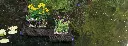 laguna-planting-category.webp