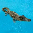 54564LsCrocodileBodyFloat2RGB800px-1.webp