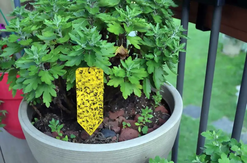Sticky-Trap-Outside-1024x678.webp