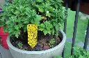 Sticky-Trap-Outside-1024x678.webp