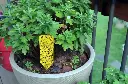 Sticky-Trap-Outside-1024x678.webp