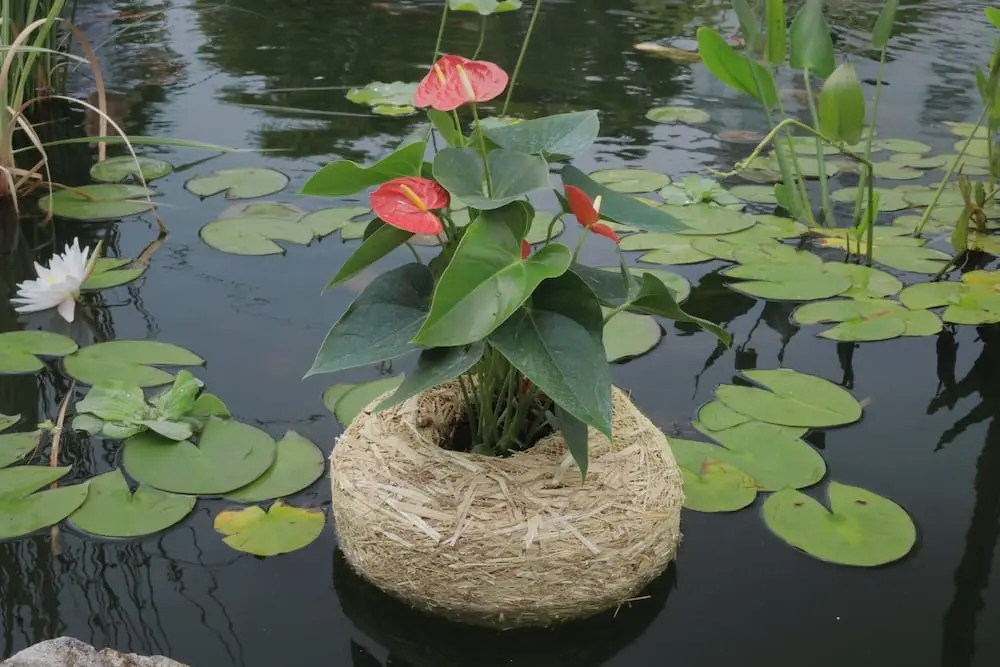 CW-Planters3.webp