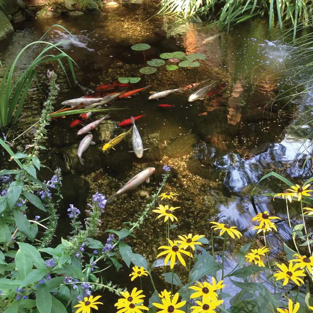 WATER_GARDEN_BEAUTY_2_2000x2000(6).webp