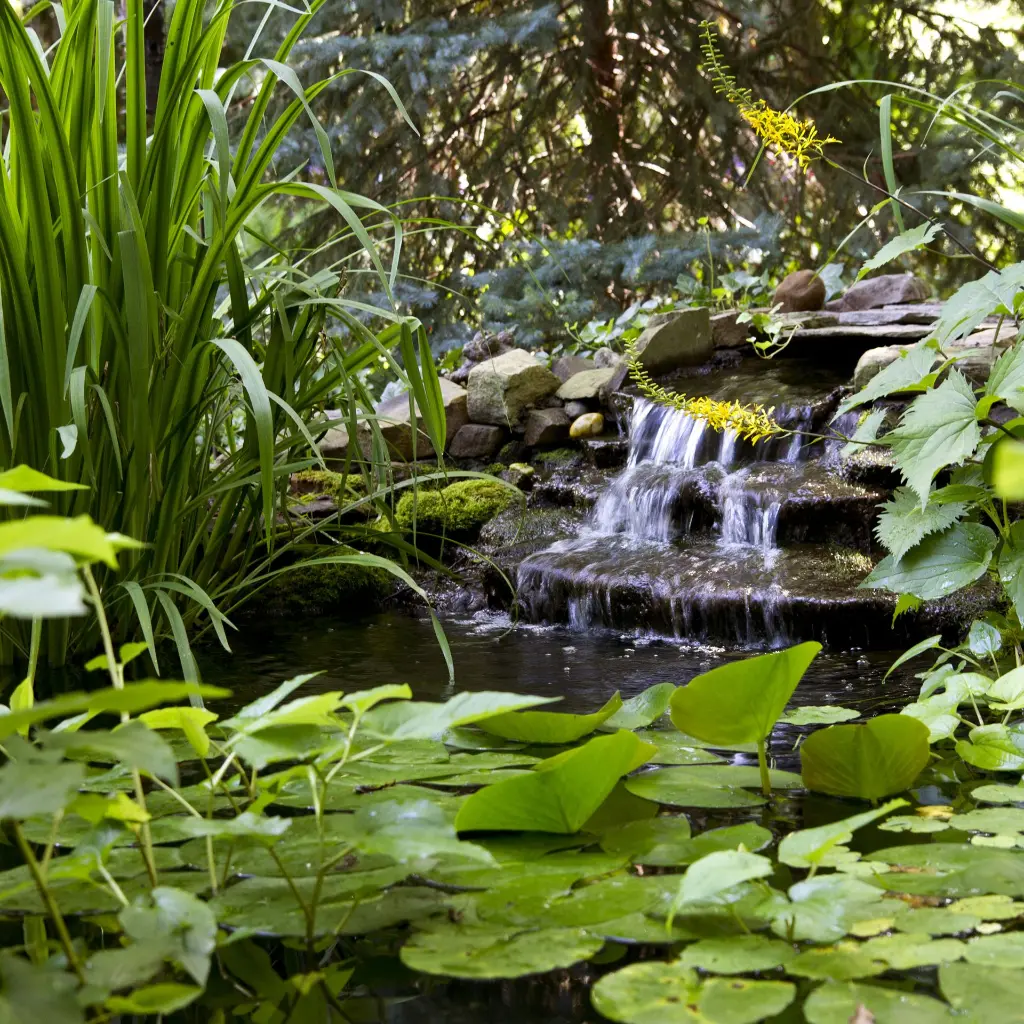 WATER_GARDEN_BEAUTY_4_2000x2000(6).webp