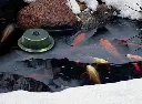 39000_deicer_inuse.webp