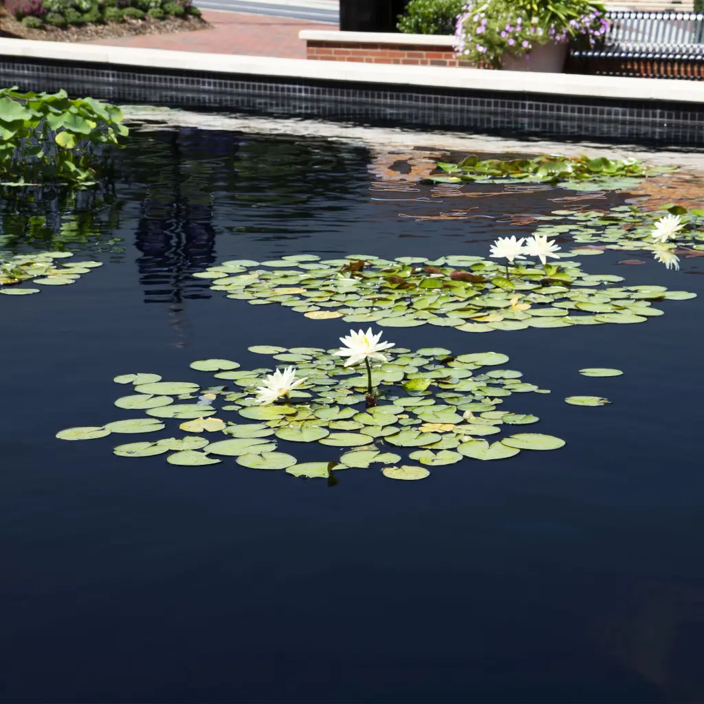 TYPHOON_POND_DYE_BEAUTY_BLACK_2000x2000.webp