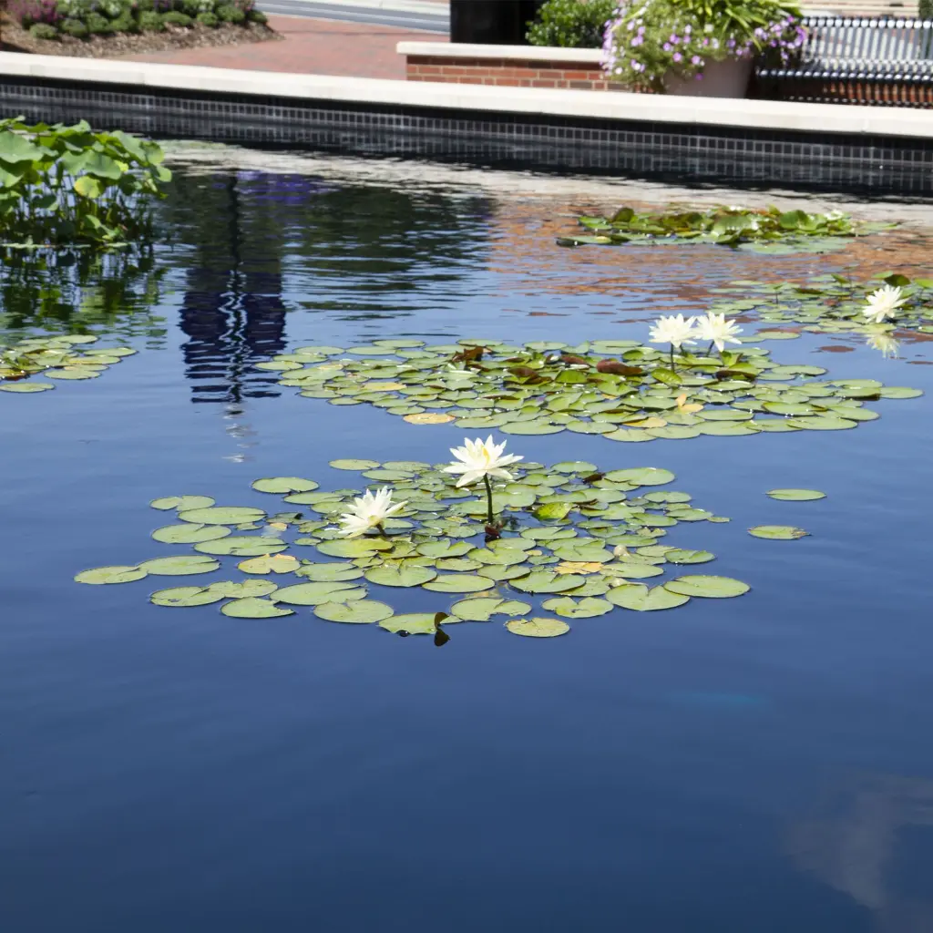 TYPHOON_POND_DYE_BEAUTY_BLUE_2000x2000.webp