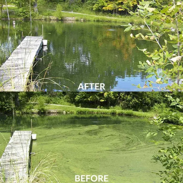 airmax-algae-defense-before-after-dock-1000__40603.webp