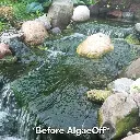 crystalclear-algaeoff-before-1000__06400.webp