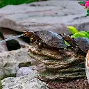 Aquascape-Double-Turtle-on-Log-Spitter.webp
