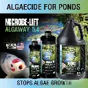 ALGAGALv2.webp