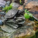 78371-Turtle-Log-Spitter-1.webp