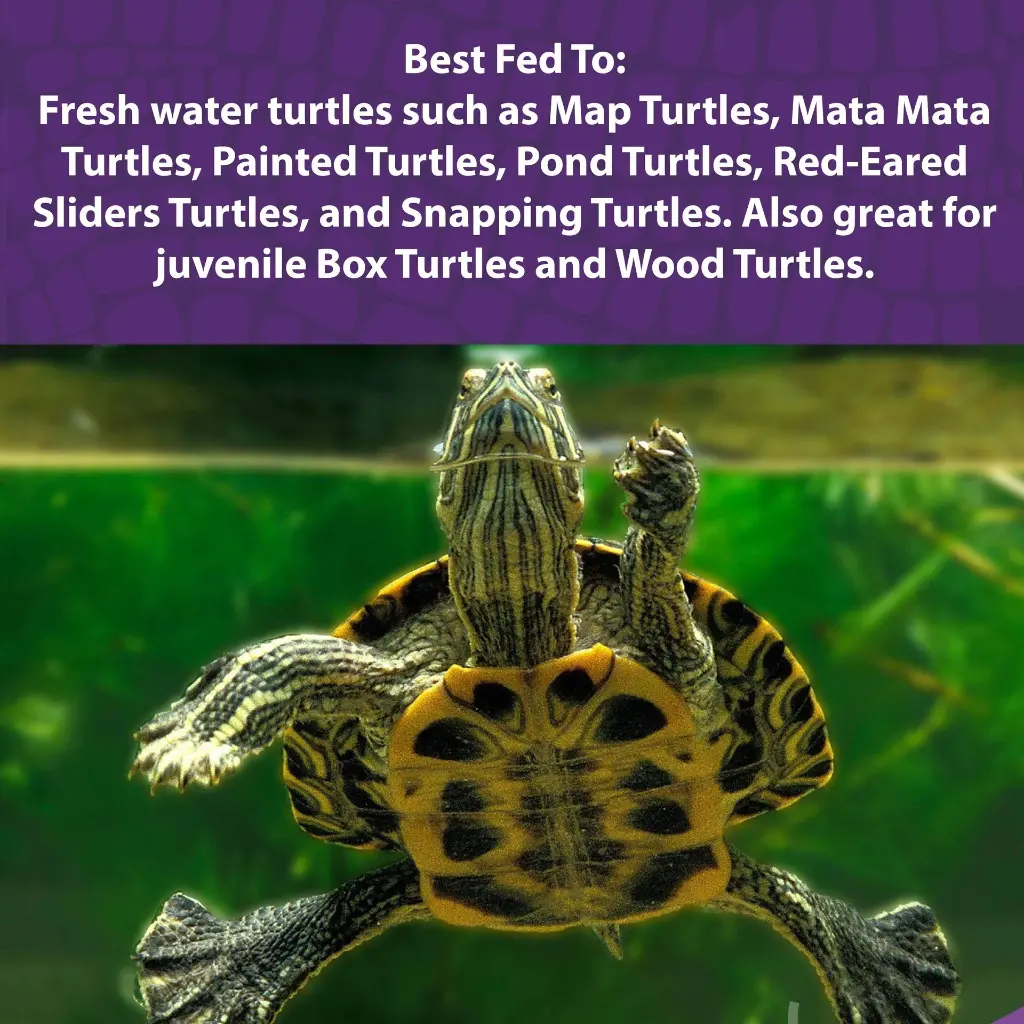 aquatic_turtle_diet_DF_1.webp