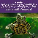 aquatic_turtle_diet_DF_1.webp
