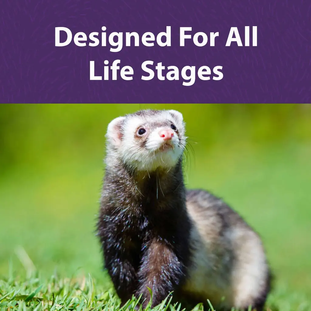 Ferret_Diet_BFT.webp