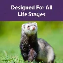 Ferret_Diet_BFT.webp
