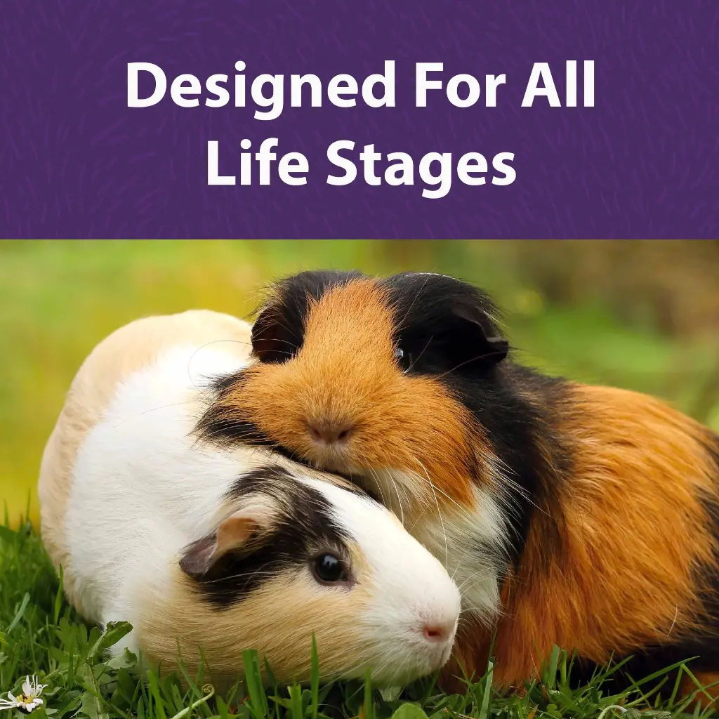 guinea_pig_diet_BFT.webp