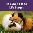 guinea_pig_diet_BFT.webp