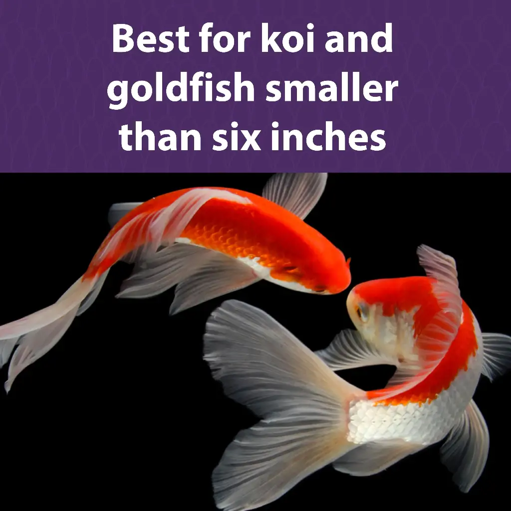 Koi_Bits_DF.webp