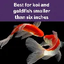 Koi_Bits_DF.webp