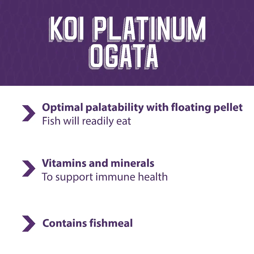 Koi_platnium_ogata_final_FB.webp