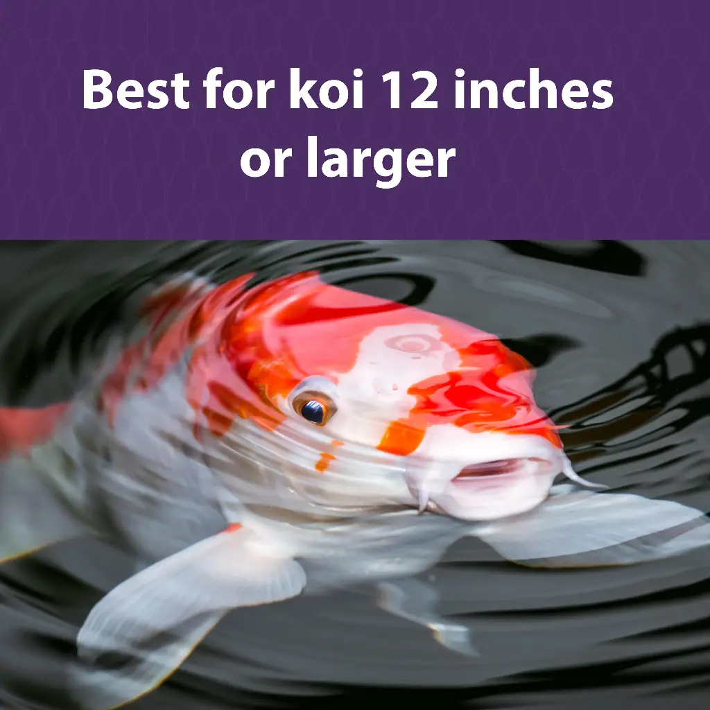 Koi_ogata_DF.webp