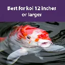 Koi_ogata_DF.webp