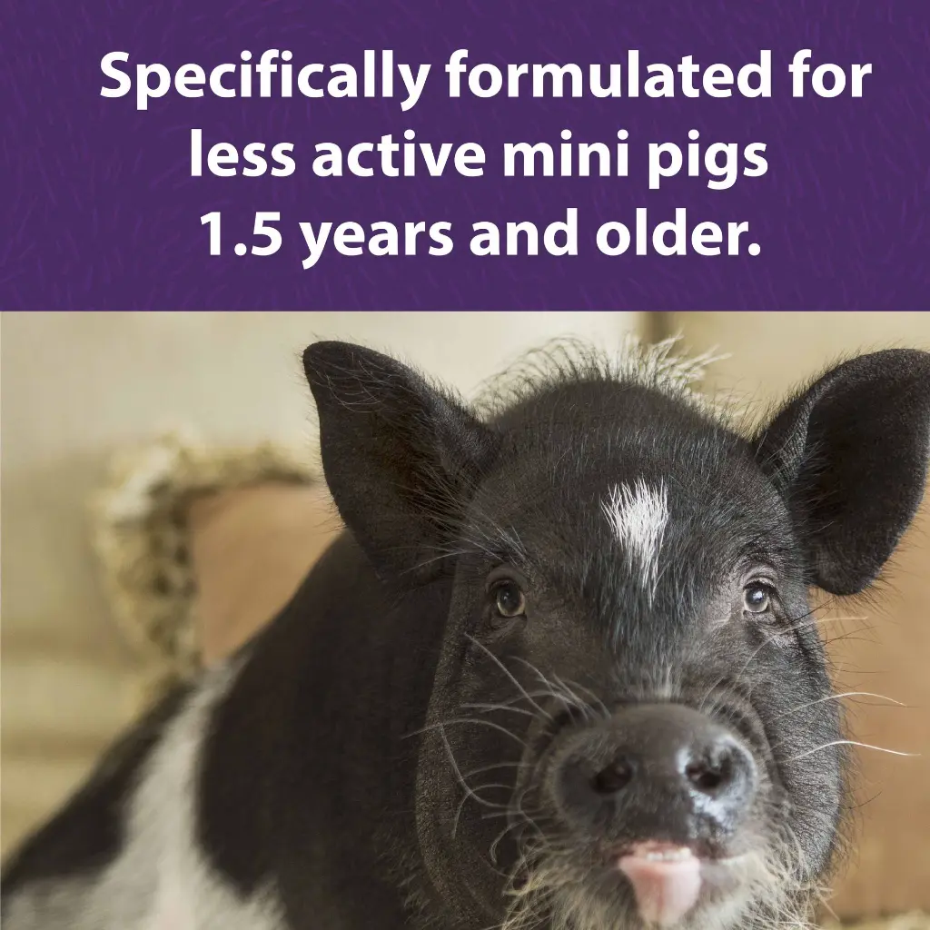 Mazuri_Mini_pig_maitenance_DF.webp