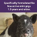 Mazuri_Mini_pig_maitenance_DF.webp