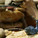 BlueFishSpitter_Detailed_Product_View_2_52377_03_1080x.webp