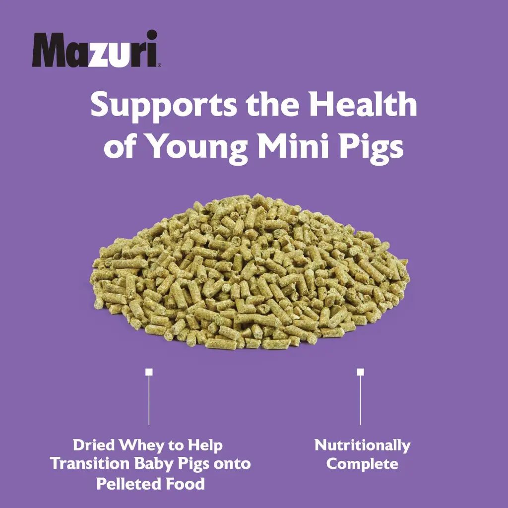 2022_Mazuri_Mini-Pig-Youth_5Z4A_feed-image.webp