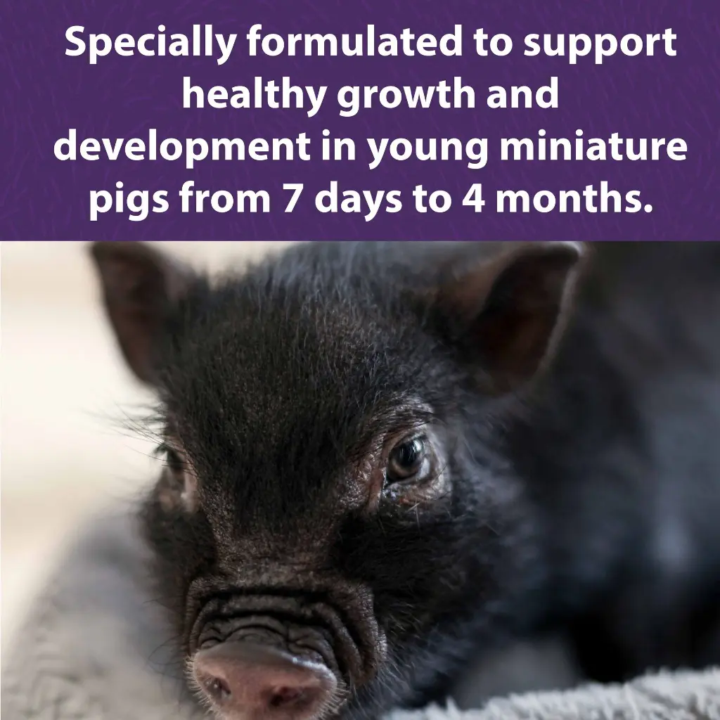 mazuri_mini_pig_youth_DF.webp