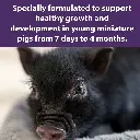 mazuri_mini_pig_youth_DF.webp