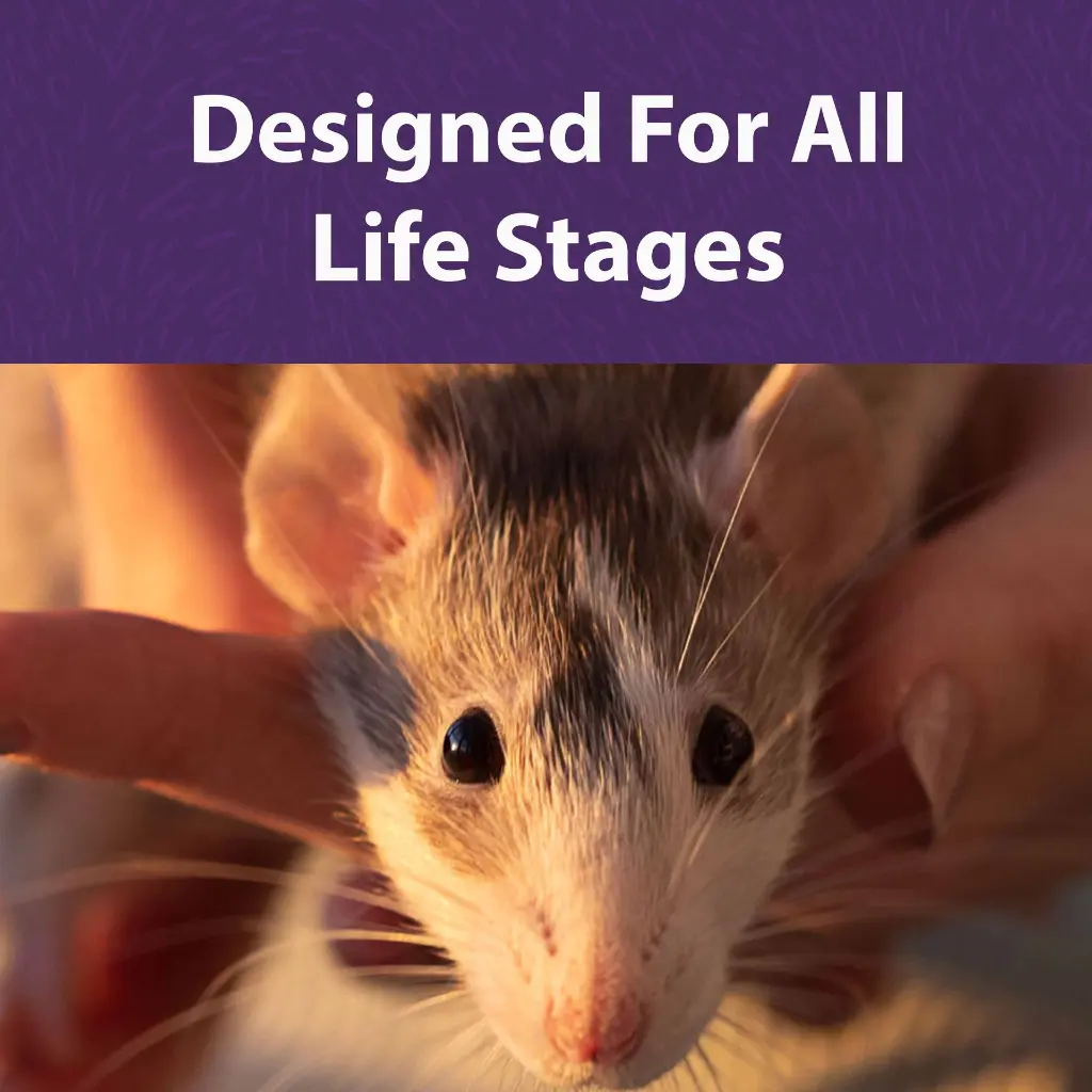 rat_and_mouse_diet_BFT.webp