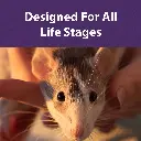 rat_and_mouse_diet_BFT.webp