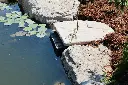 Crystal_Skimmer_photo__91886.webp