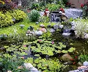 elite-pond-install__58770.webp