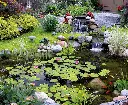elite-pond-install__58770.webp